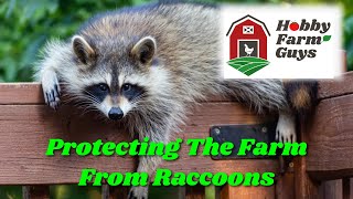 Protecting Poultry And Crops From Raccoons [upl. by Bart]