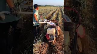 P9The onion field is full of grassOne machine with multiple uses for agricultural machineryshort [upl. by Aloel]