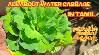 Water cabbage plant care in tamil \ Water lettuce plant care \ All about pistia \ shell flower care [upl. by Aciria]