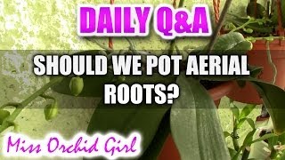 QampA  Should we bury aerial roots of Phalaenopsis Orchids [upl. by Sidra]