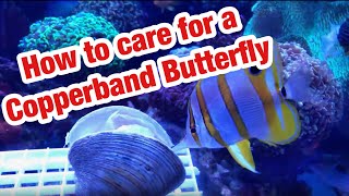 How to Care for a Copperband Butterfly  Saltwater AquariumReefTank Fish [upl. by Inalej]