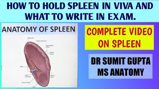 SPLEEN  ANATOMY [upl. by Laehpar]