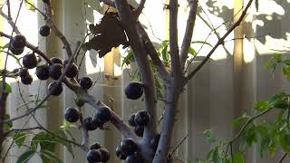 Jaboticaba Tree [upl. by Uaeb]