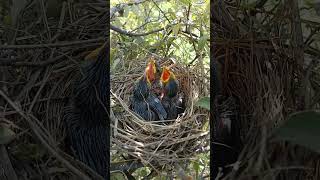 Meet the Noisy Nestlings Wild Babbler Bird Babies shorts trendingvideo [upl. by Dyraj319]