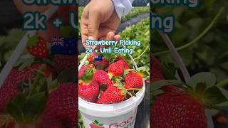 Strawberry Picking at Good Planet Auckland 🇳🇿 [upl. by Nihhi]