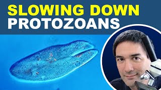 How to slow down fast moving protozoans [upl. by Ah]