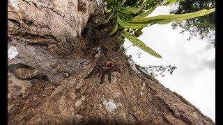 Caribena versicolor in nature  Martinique [upl. by Daukas566]