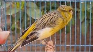 Canary Bird Singing Training Singh Song Beautiful [upl. by Gwyneth648]