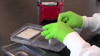 How to Perform a Western Blot [upl. by Nnairac265]