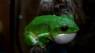 モリアオガエル鳴く。 Forest Green Tree Frog Rhacophorus arboreus [upl. by Cuthbertson927]