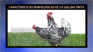 gallina pinta [upl. by Anirahs]