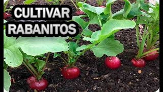 Como Cultivar Rabanitos En Recipiente Maceta O Huerto Urbano Sembrar [upl. by Snowman352]