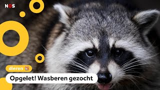 Elf wasberen ontsnappen uit dierentuin in Leeuwarden [upl. by Summons406]