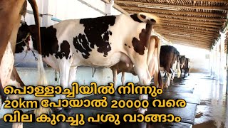 പൊള്ളാച്ചിയേക്കാൾ 20000₹ വരെ വിലക്കുറവിൽ പശു വാങ്ങാം buy low budget and high yield cow from TN [upl. by Cosenza]