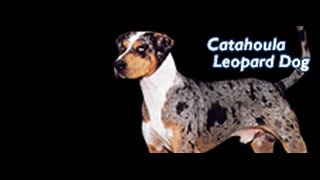 Louisiana Catahoula Leopard Dog Training ►► FREE Guide [upl. by Cirillo653]