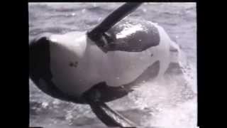 Forever Young  Pretenders Free Willy 2  1995 Soundtrack [upl. by Adniral564]