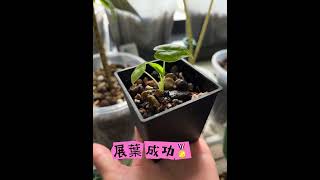 超迷你斑葉絨葉觀音蓮plants 觀葉植物 alocasia greenvelvet garden 園藝 balcony [upl. by Phalan]