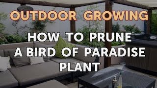 How to Prune a Bird of Paradise Plant [upl. by Cocke]