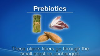 Prebiotics vs Probiotics What are the differences [upl. by Nerrej315]