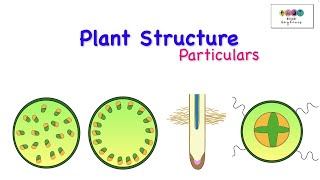 Plant Structure ParticularsLeaving Cert Biology 2025Biology Bugbears [upl. by Amatruda969]