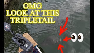 Fishing TAMPA BAY for TRIPLETAIL N Sheepshead viral fishing youtubeshorts [upl. by Cung456]