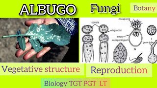 Life cycle of Albugo Fungi [upl. by Ahcarb]