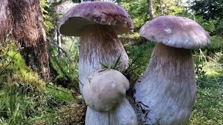 Funghi porcini Boletus edulis mushroom 2024 Eastern Europe [upl. by Tasha390]