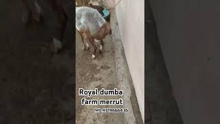 Royal dumba farm meerut goat animals dumba youtubeindia shorts shortvideo [upl. by Lyrac142]