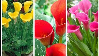 How to grow and care Calla lily Zantedeschia from bulb [upl. by Kerat]