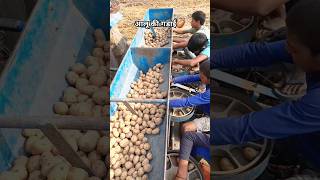 Aalu ki gadai🥔❤️ shorts song viral youtube farming [upl. by Jacobson]