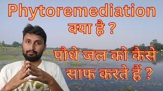 What is Phytoremediation पौधों द्वारा जल की सफाई कैसे होती है  नदीतालाब की प्राकृतिक सफाई Rivers [upl. by Ahsinod902]