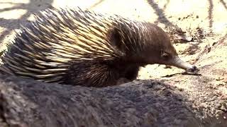 Nepean River Echidna [upl. by Anauqes473]