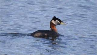 Rednecked Grebe Sound Video 2018 [upl. by Allets]