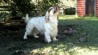 The Clumber Spaniel quotKarlssonquot woooo woooo [upl. by Sisile637]