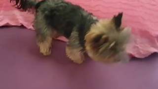 Mini Yorkshire Terrier Akira having some fun [upl. by Carilla]