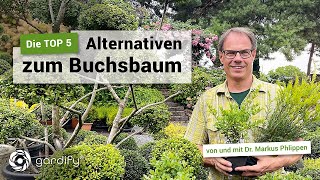 TOP 5 – Die besten Buchsbaumalternativen Ilex crenata Taxus  gardify tipps [upl. by Allene766]