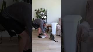 Perro aprende a usar el basurero y juega broma a su hermano gato [upl. by Ahsaeym]