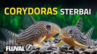 Species Spotlight  Sterbas Corydoras [upl. by Erdnassak642]