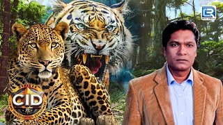 CID Team कैसे जंगली Leopard से लोगों को बचा पायेगी  CID  सीआईडी  TV Serial Episode [upl. by Hahnert576]