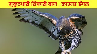 अफ्रीका का ताजधारी बाज  क्राउनड ईगल  Crowned Eagle Facts In Hindi [upl. by Salahi992]