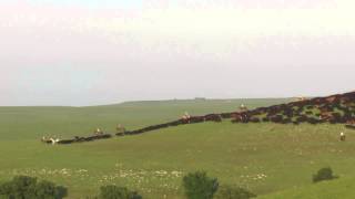 Symphony Flint Hills Cattle Drive 2 61514 [upl. by Ballard]