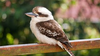 Verso Kookaburra  Scopri come fa luccello che ride [upl. by Caterina]