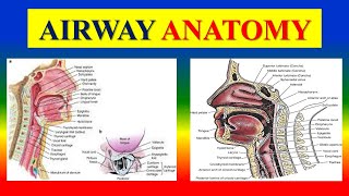 AIRWAY ANATOMY  Adult and pediatric [upl. by Asseralc468]