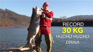 Record of Hucho Hucho Drina river 30 kg  Najveća ulovljena mladica na Drini 30 kg [upl. by Orodisi]