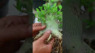 Bonsai Fertilizer Desert Rose Plant Flower Gardening Root Adenium [upl. by Eradis]