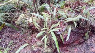 Deer Fern  Blechnum spicant [upl. by Ahsieyk271]