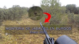 OJO ⚠️⚠️ Montería en Burgos【 🐗 🐗 】Castilla y León  Enero 2020 Videos de Caza [upl. by Anatolio239]