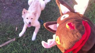 Cute FINNISH LAPPHUND Puppy VS REINDEER [upl. by Lars]