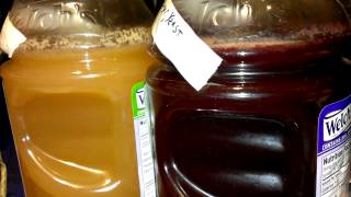 Fermenting 100 grape juice into cheap wine [upl. by Drandell]