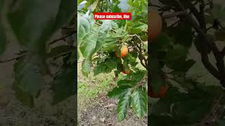 Parisimon fruit shortvideo shorts fruit arunachalpradesh [upl. by Irehc]